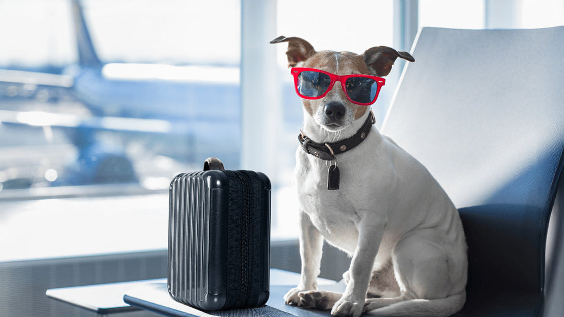 Traveling with Pets