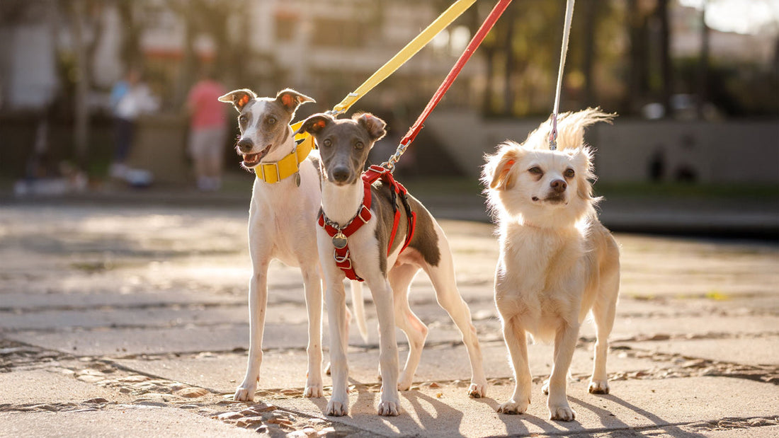 Dog Collar & Leash